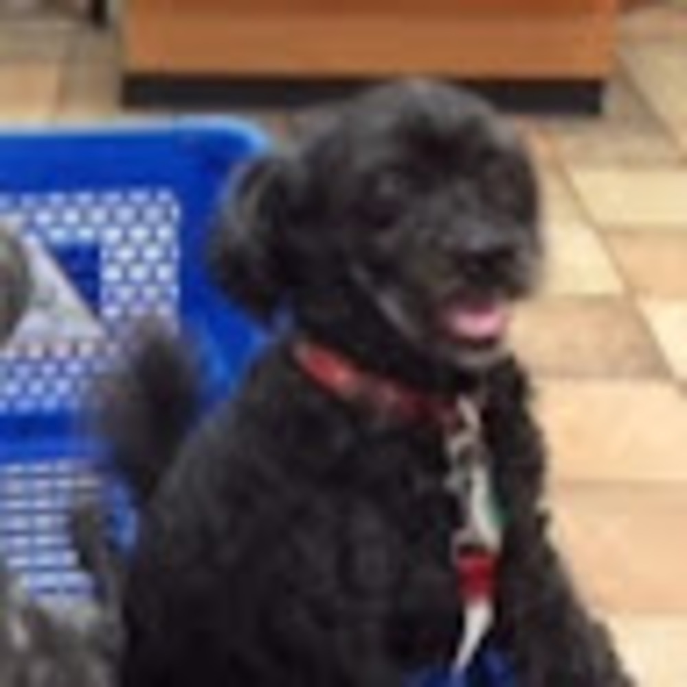 Meet your Posher, Patty